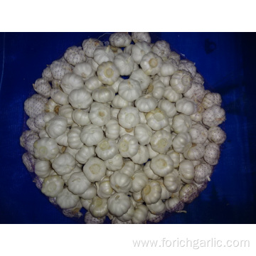 Pure White Garlic Fresh Crop 2019